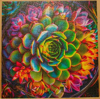 Bgraamiens Succulent Puzzle