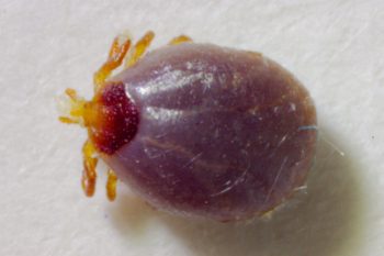 Lone Star Tick (Amblyomma americanum)