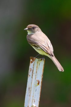 Eastern Phoebe (Sayornis phoebe)