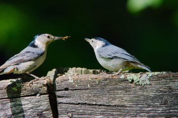 White-breasted Nuthatches (Sitta carolinensis)