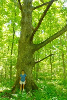 The Omar Bradley Oak