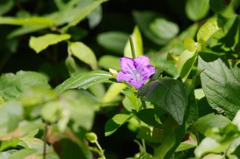 Wild Petunia (Ruellia strepens)