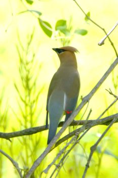 Cedar Waxwing (Bombycilla cedrorum)