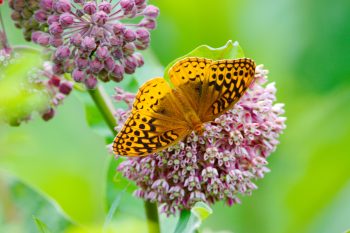 Great Spangled Fritillary (Speyeria cybele)