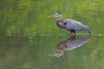 Great Blue Heron (Ardea herodias)