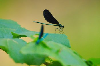 Ebony Jewelwing (Calopteryx maculata)