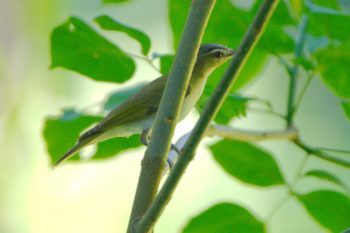 Red-eyed Vireo (Vireo olivaceus)