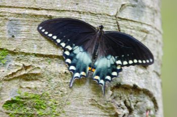 Spicebush Swallowtail (Papilio troilus)