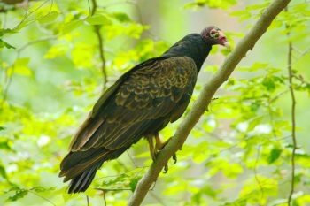 Turkey Vulture (Cathartes aura)