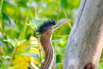 Green Heron (Butorides virescens)