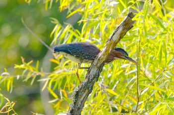 Green Heron (Butorides virescens)