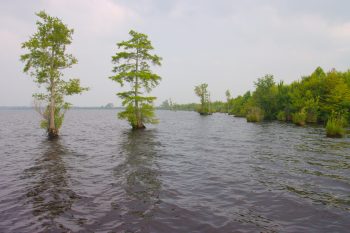 Lake Drummond, Great Dismal Swamp, Virginia