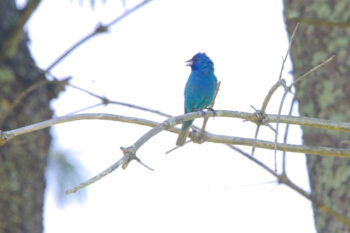 Indigo Bunting (Passerina cyanea)