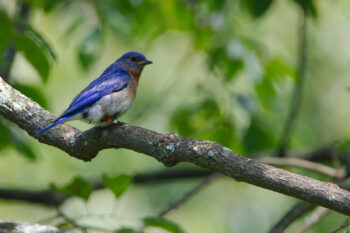 Eastern Bluebird (Sialia sialis)
